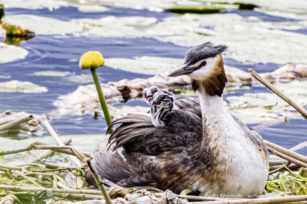 Habentaucher Pärchen mit zwei Küken.