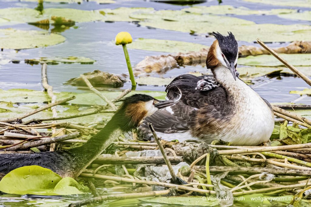 Habentaucher Pärchen mit zwei Küken.