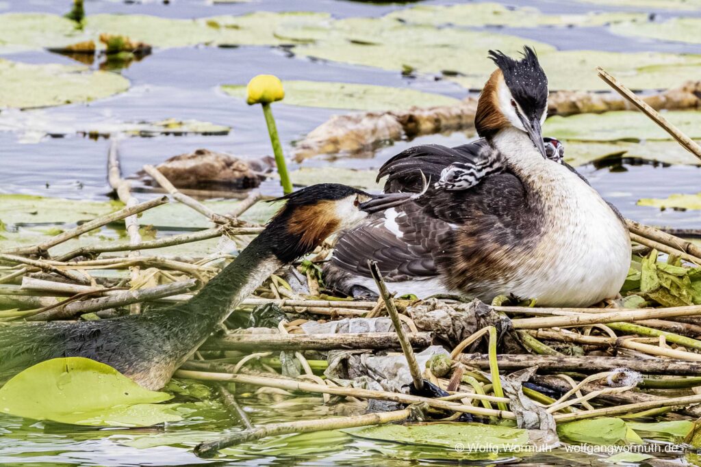 Habentaucher Pärchen mit zwei Küken.