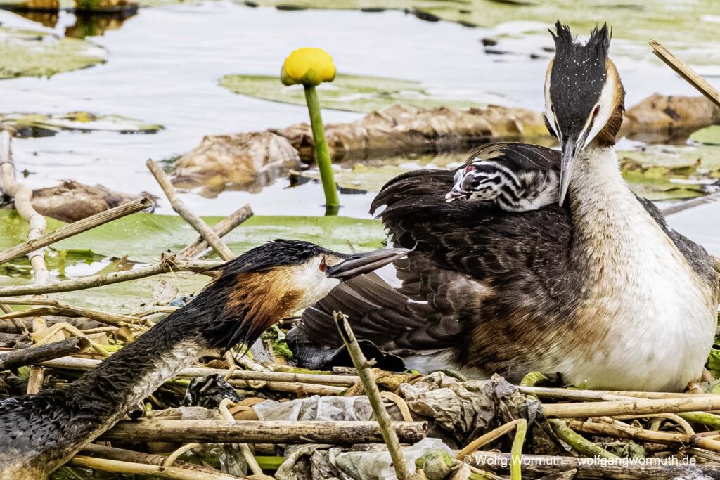 Habentaucher Pärchen mit zwei Küken.