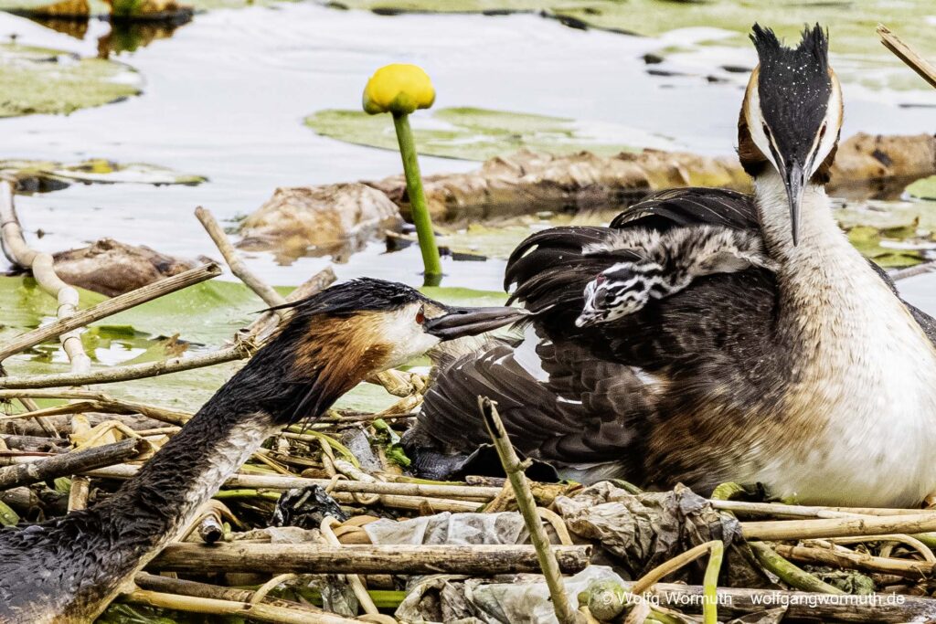 Habentaucher Pärchen mit zwei Küken.