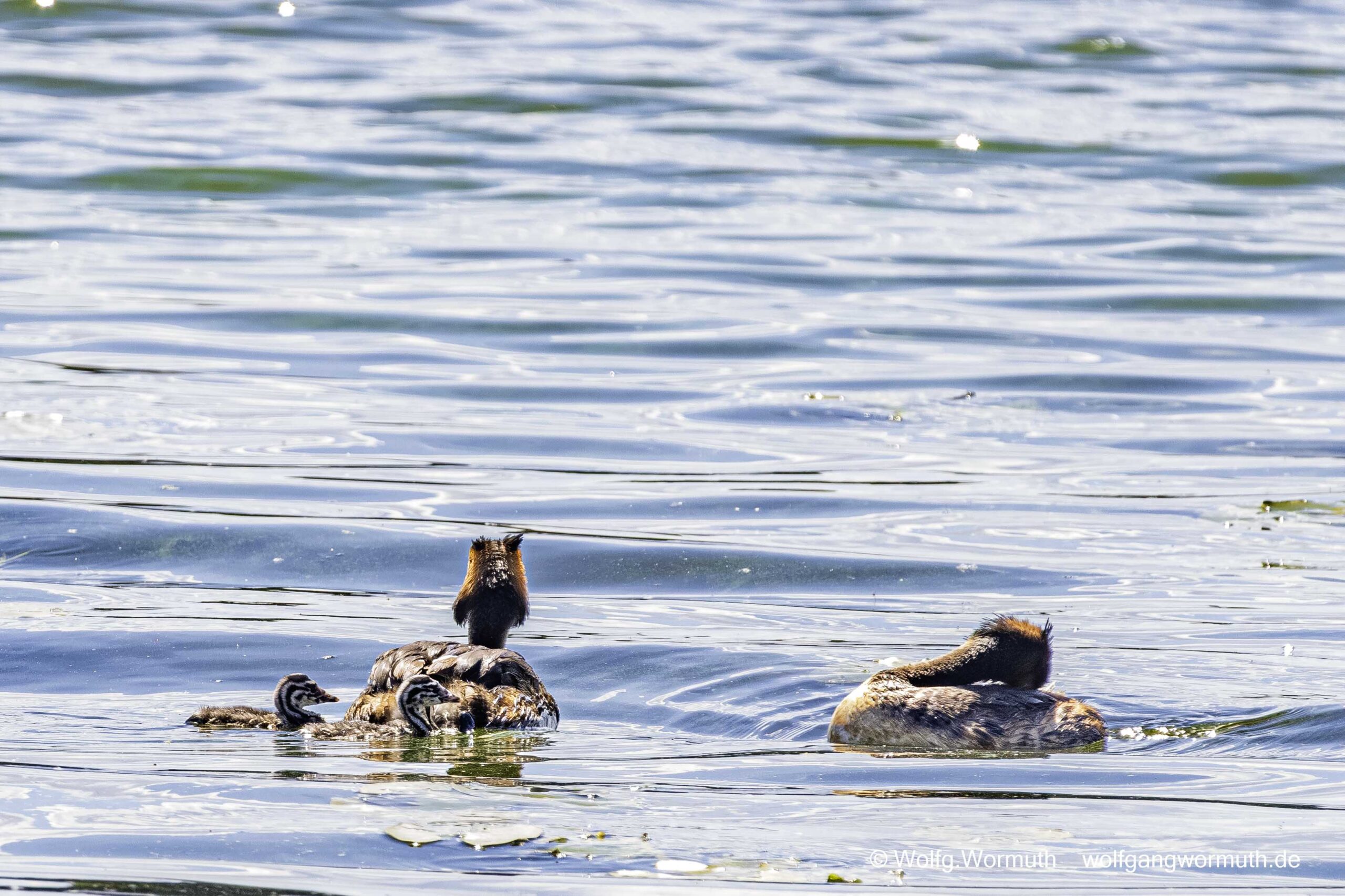 Habentaucher Pärchen mit zwei Küken.