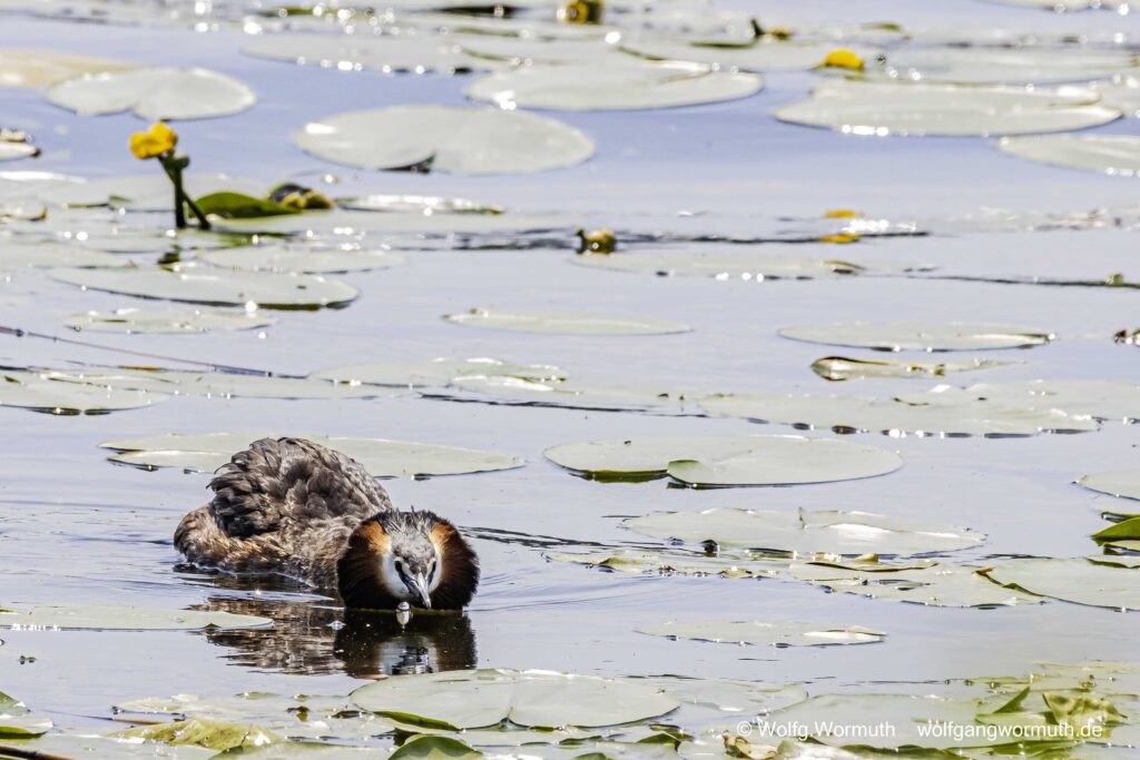 Schwerer Kampf zweier Habentaucher. Kampf wahrscheinlich ums Nest.
