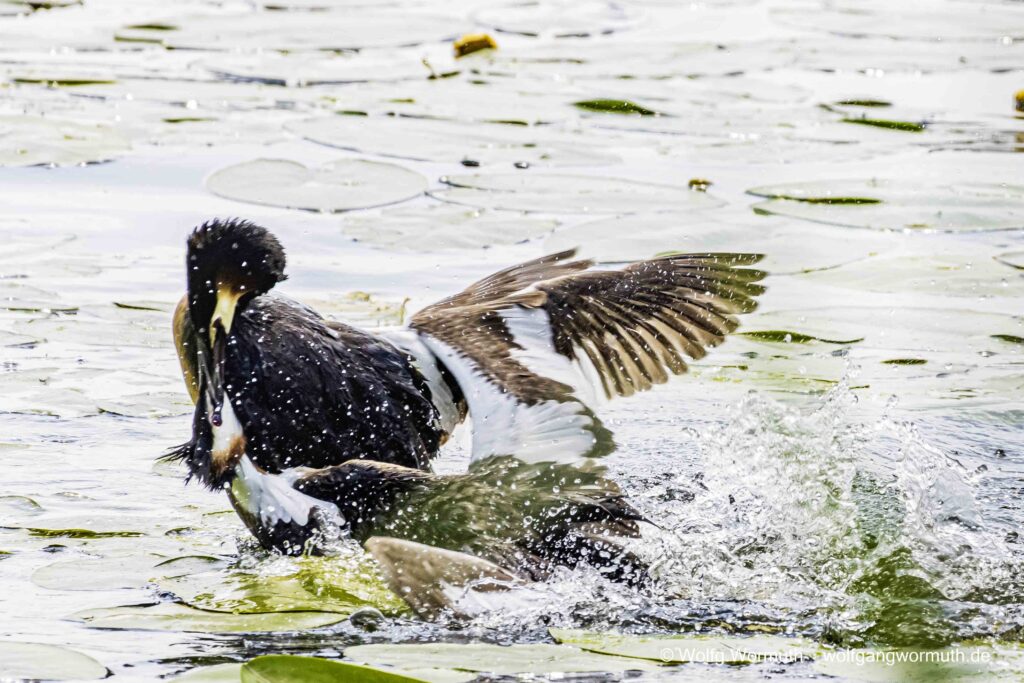 Schwerer Kampf zweier Habentaucher. Kampf wahrscheinlich ums Nest.