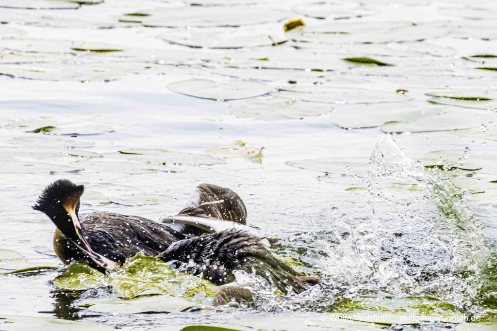 Schwerer Kampf zweier Habentaucher. Kampf wahrscheinlich ums Nest.