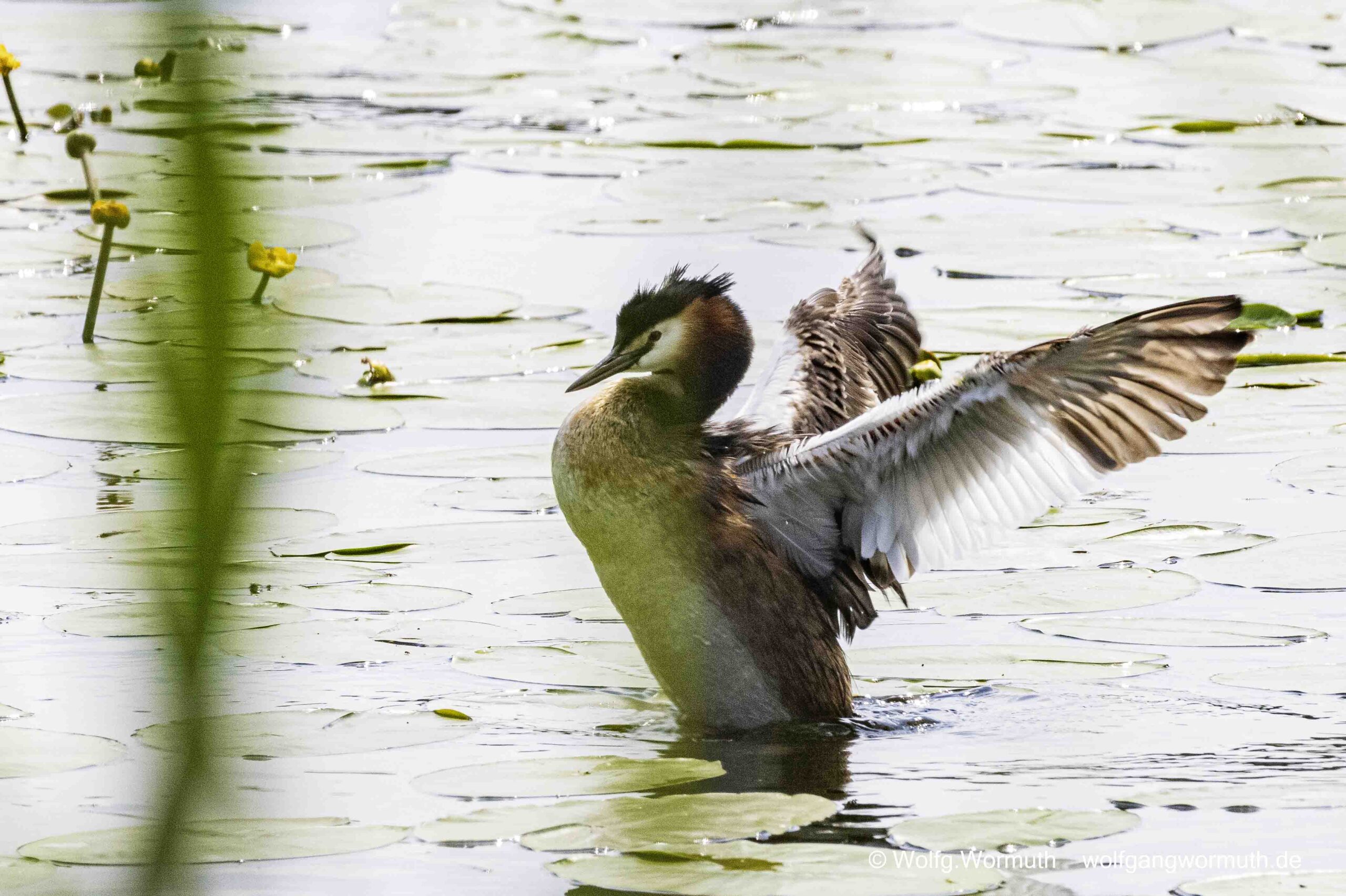 Schwerer Kampf zweier Habentaucher. Kampf wahrscheinlich ums Nest.