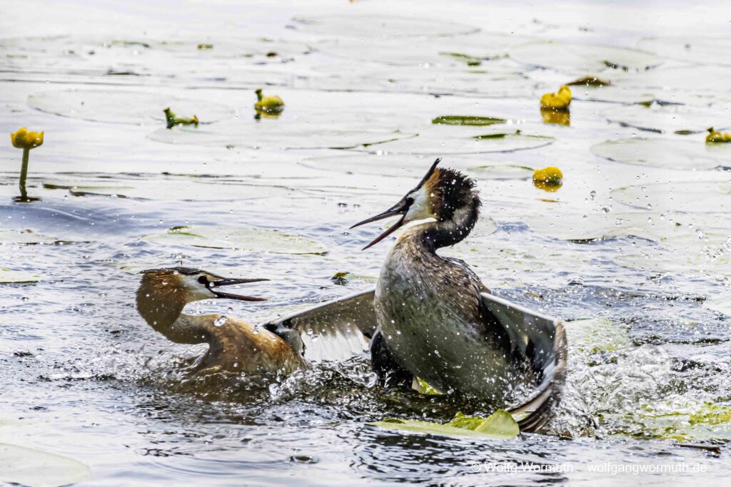 Schwerer Kampf zweier Habentaucher. Kampf wahrscheinlich ums Nest.