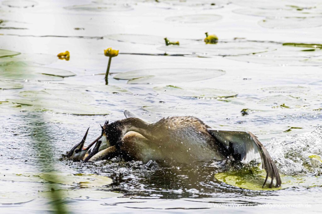Schwerer Kampf zweier Habentaucher. Kampf wahrscheinlich ums Nest.