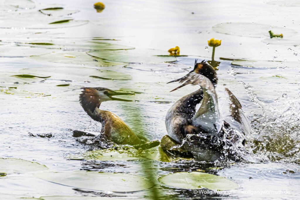 Schwerer Kampf zweier Habentaucher. Kampf wahrscheinlich ums Nest.