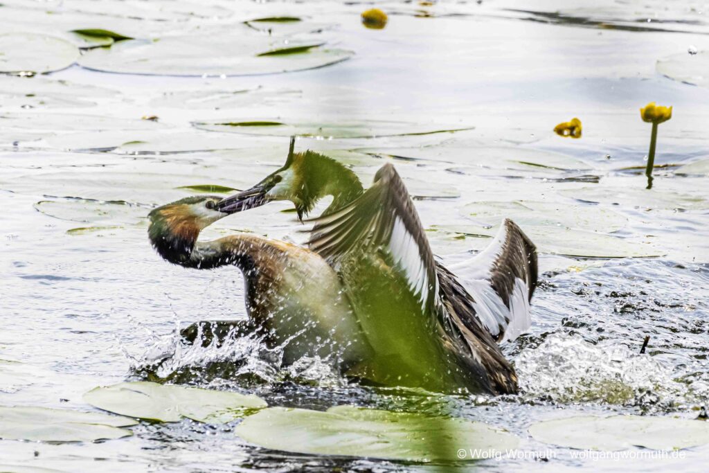 Schwerer Kampf zweier Habentaucher. Kampf wahrscheinlich ums Nest.