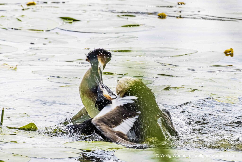 Schwerer Kampf zweier Habentaucher. Kampf wahrscheinlich ums Nest.