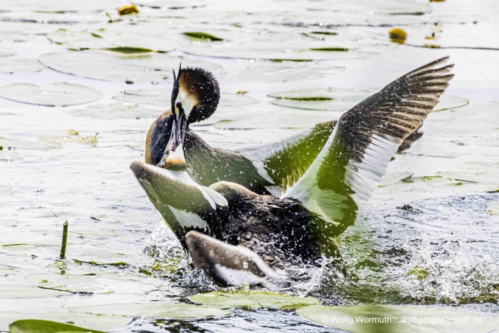 Schwerer Kampf zweier Habentaucher. Kampf wahrscheinlich ums Nest.