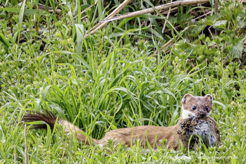 Hermelin auf der Jagt mit einer Ratte im Maul am Fahrlander See, Brandenburg Deutschland.
