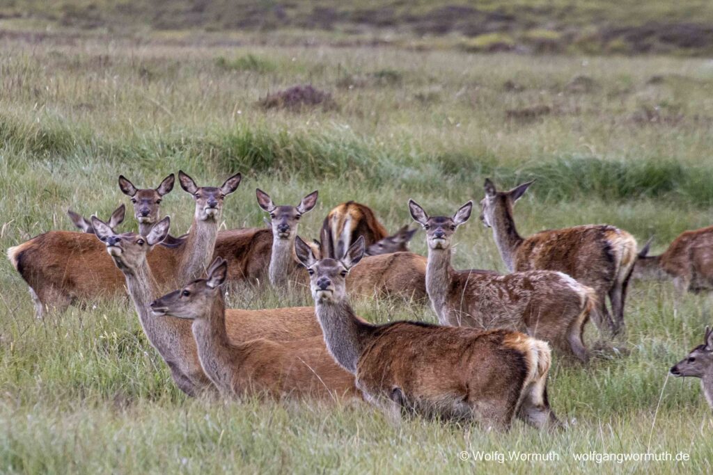 Hirschkuhherde alle mit Blick in die Kamera, auf Skye in Schottland.