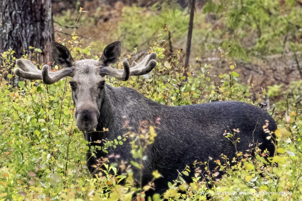 Junge Elchbulle stehend mit Blick in die Kamera. Västra Götraland Schweden.