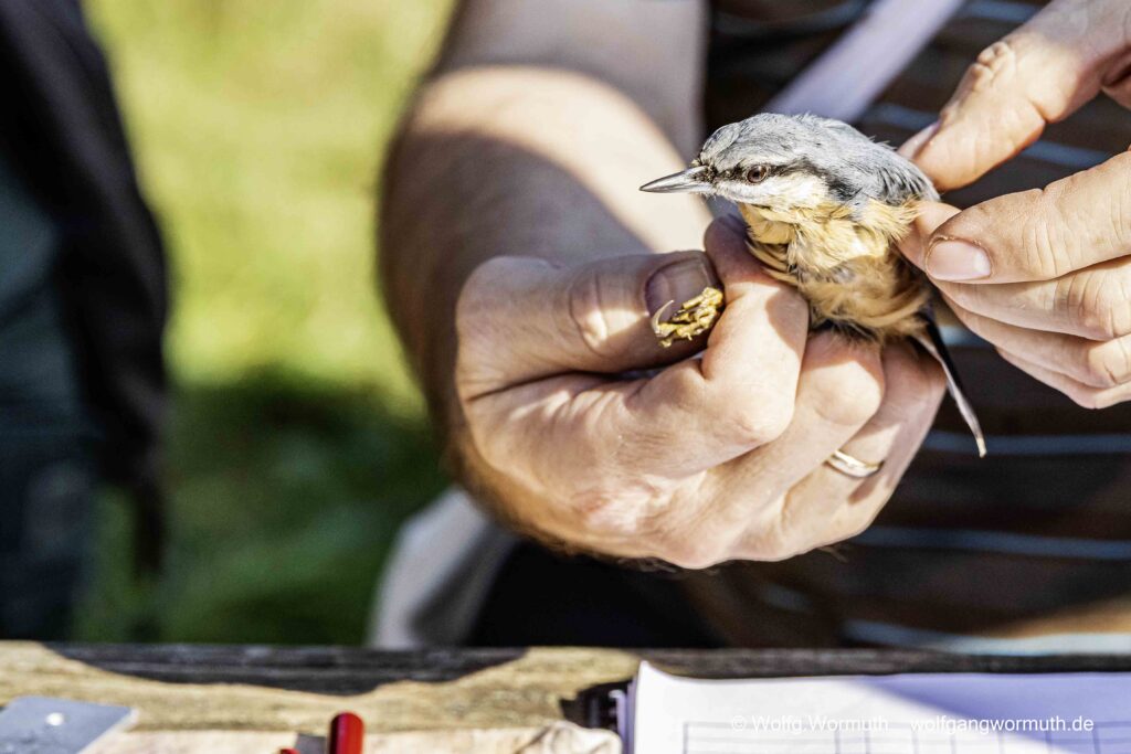 Kleiber bei der NABU Beringung.