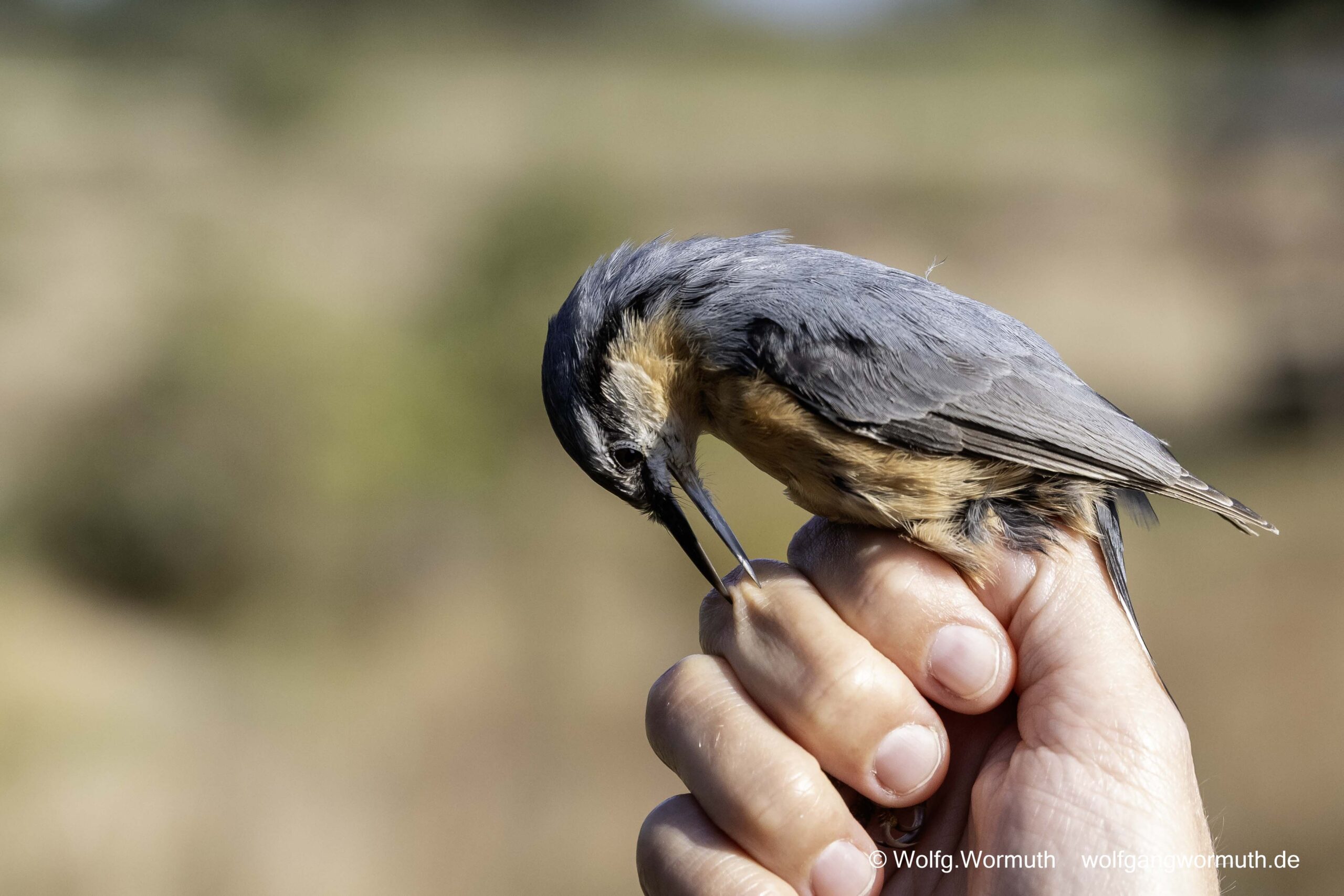 Kleiber bei der NABU Beringung.