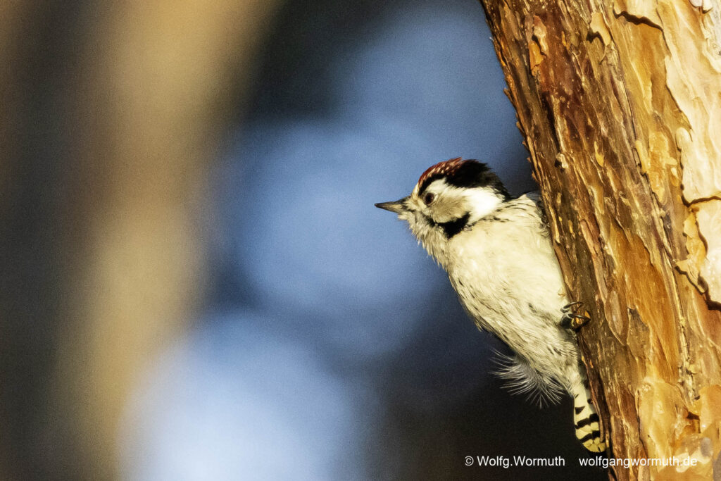 Kleinspecht auf der Futtersuche.