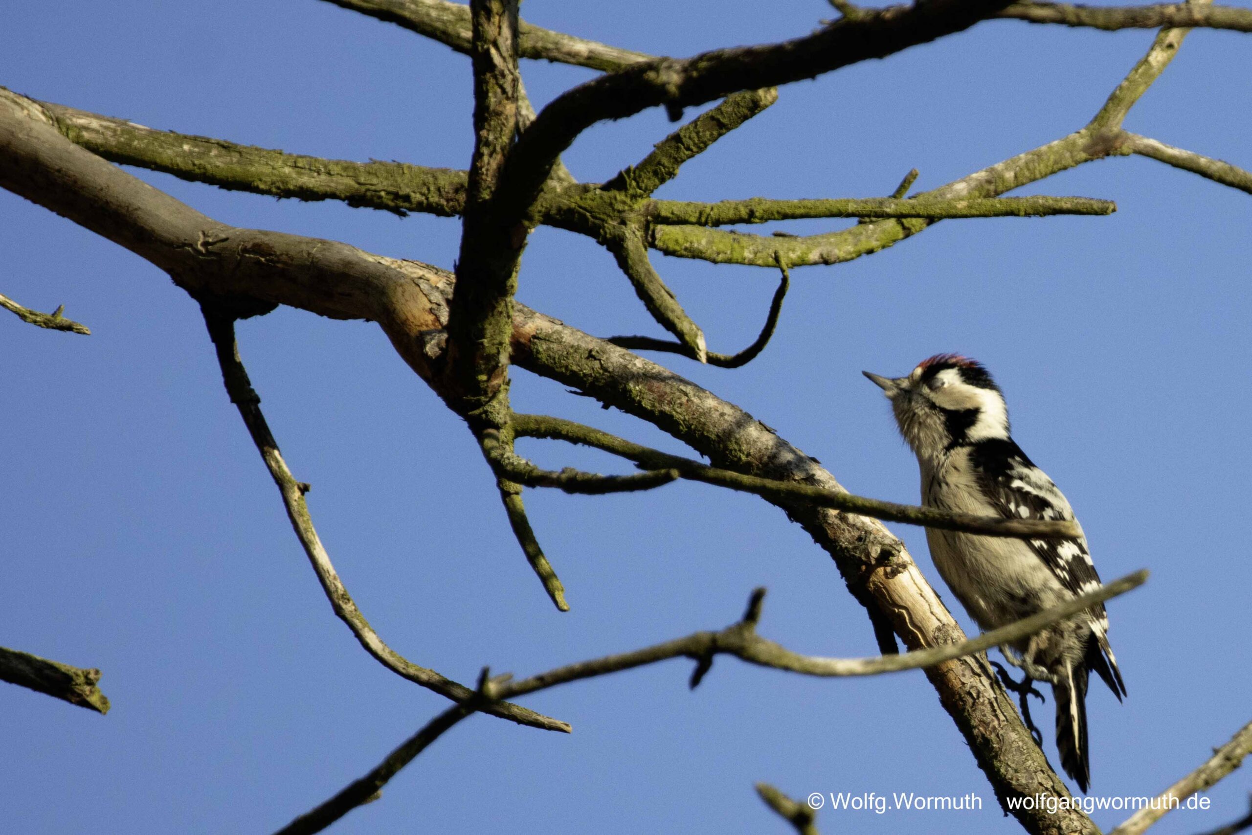 Kleinspecht auf der Futtersuche.