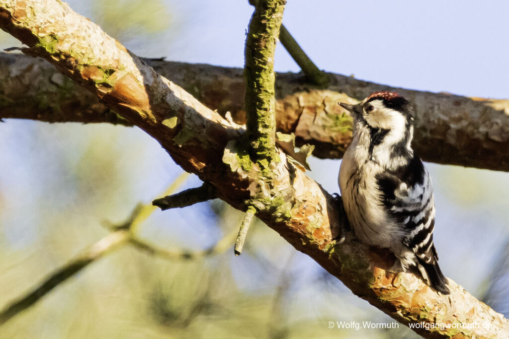 Kleinspecht auf der Futtersuche.