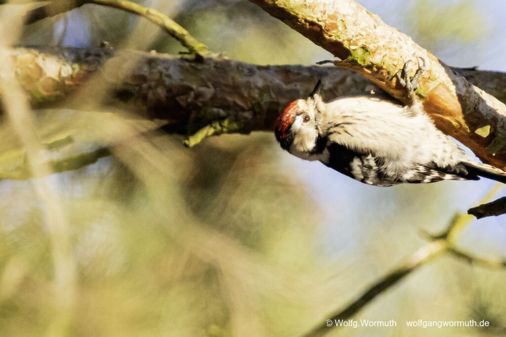 Kleinspecht auf der Futtersuche.