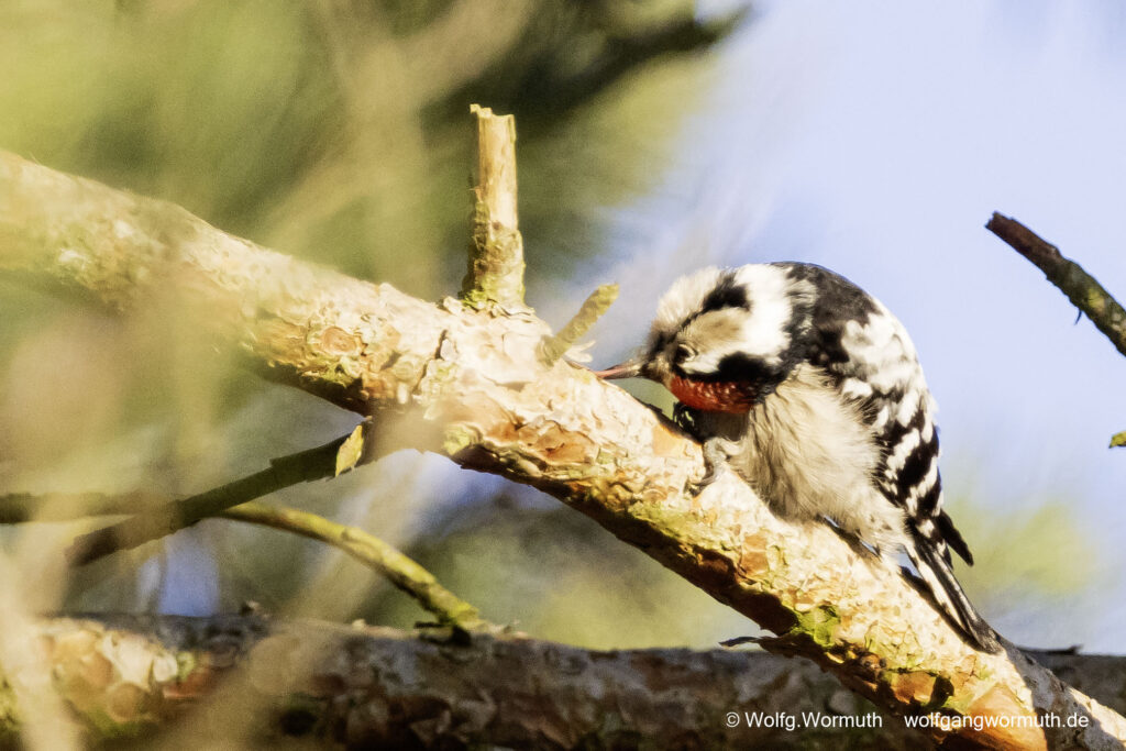 Kleinspecht auf der Futtersuche.