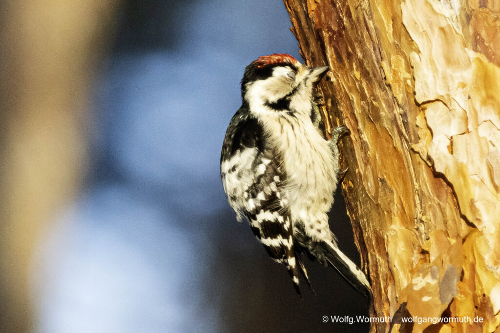 Kleinspecht auf der Futtersuche.