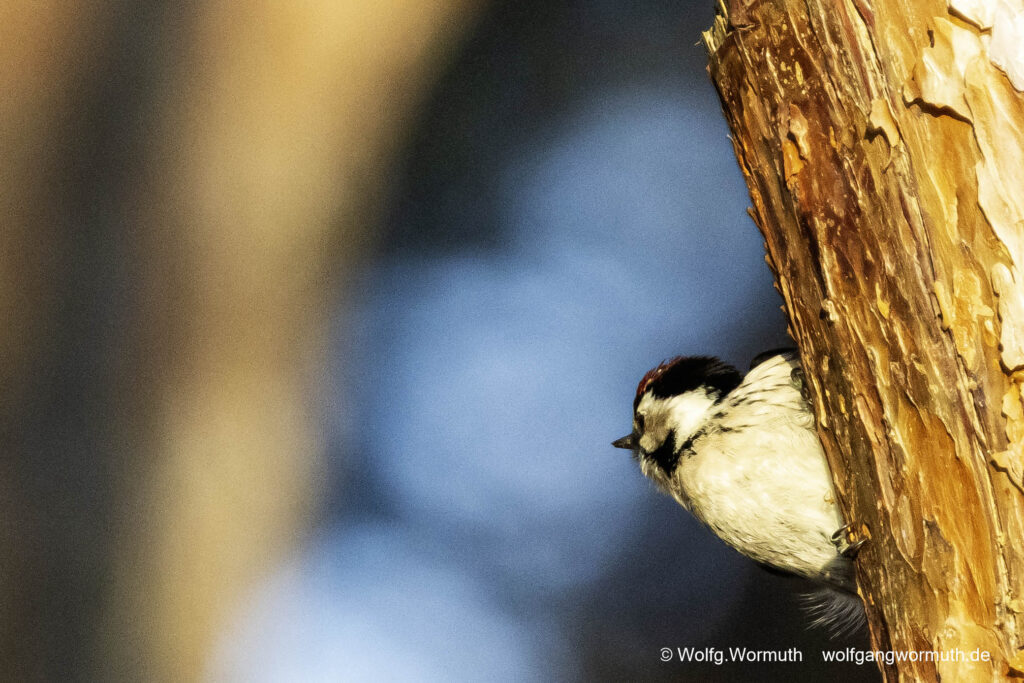 Kleinspecht auf der Futtersuche.