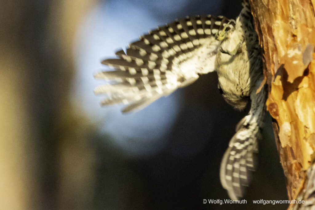 Kleinspecht auf der Futtersuche.