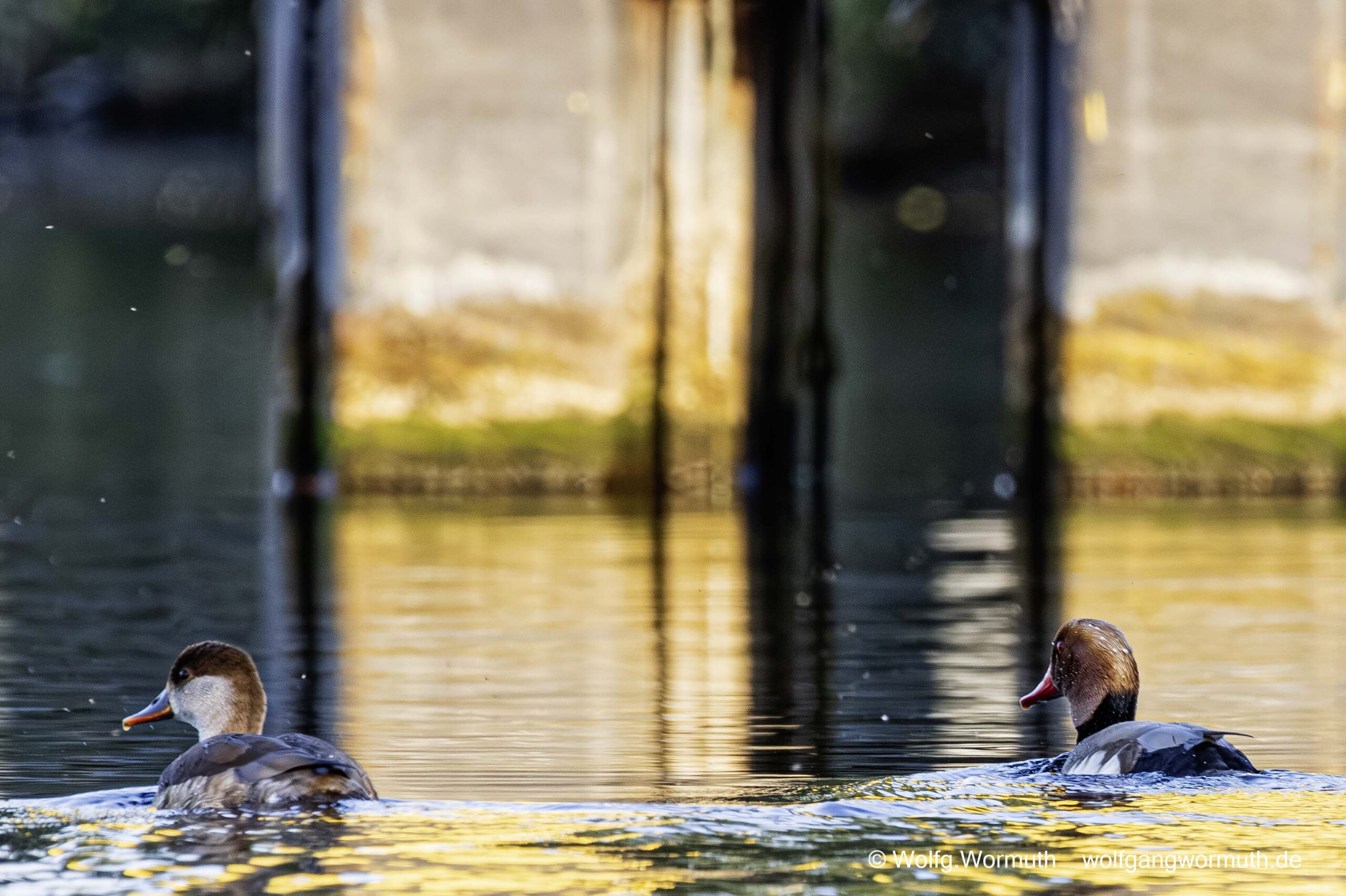 Kolbenente Pärchen auf der Havel wegschwimmend.
