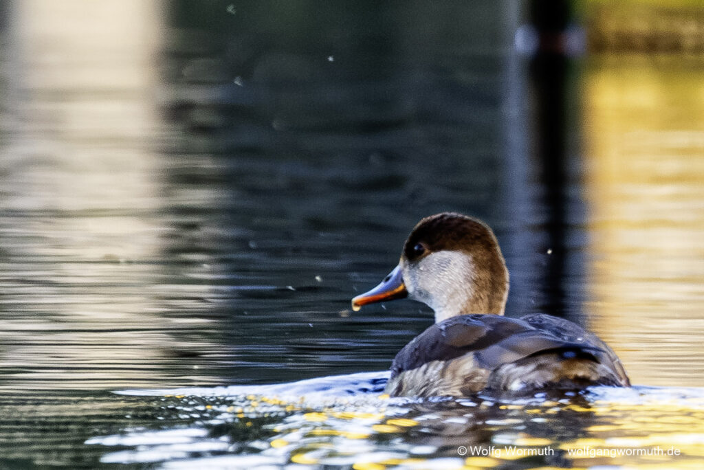 Kolbenente Pärchen auf der Havel wegschwimmend.