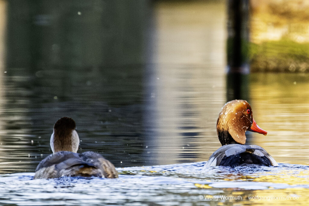 Kolbenente Pärchen auf der Havel wegschwimmend.