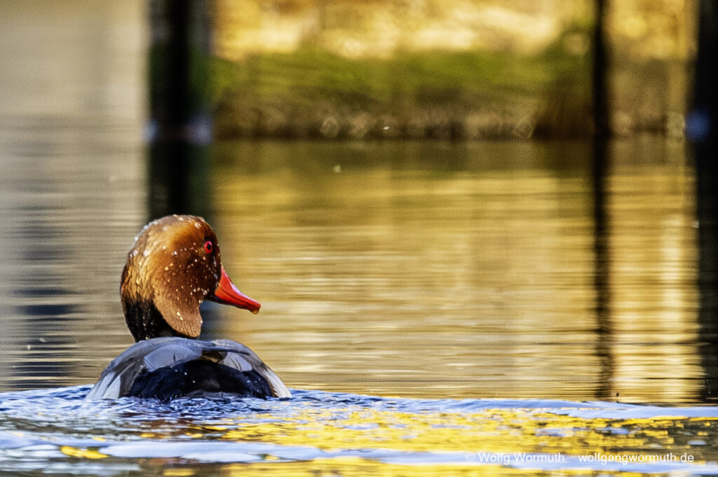 Kolbenente Pärchen auf der Havel wegschwimmend.