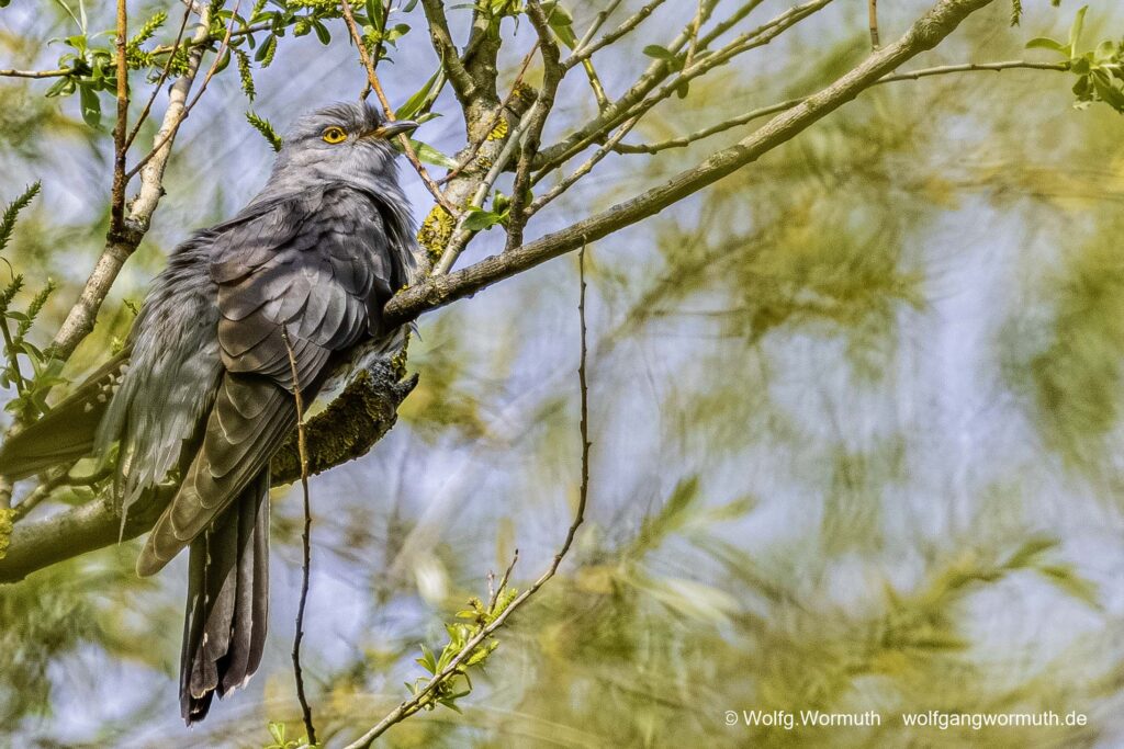 Kuckuck im Baum.