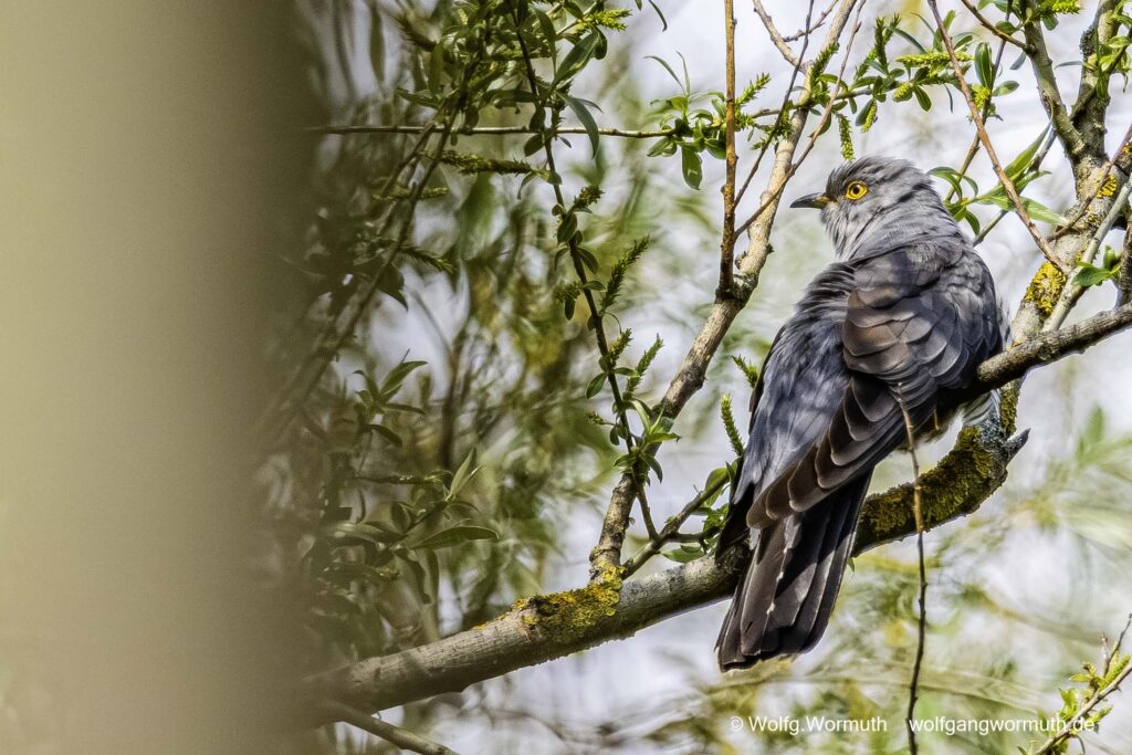 Kuckuck im Baum.