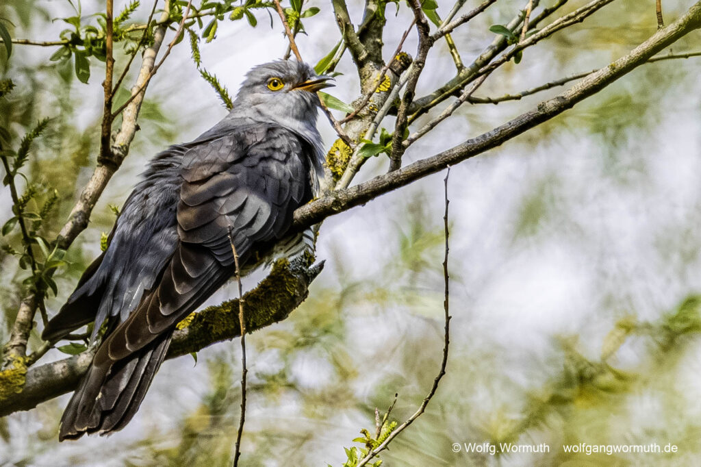 Kuckuck im Baum.