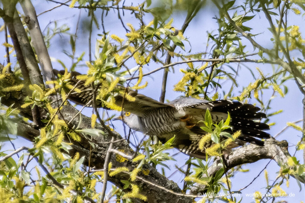 Kuckuck im Baum.