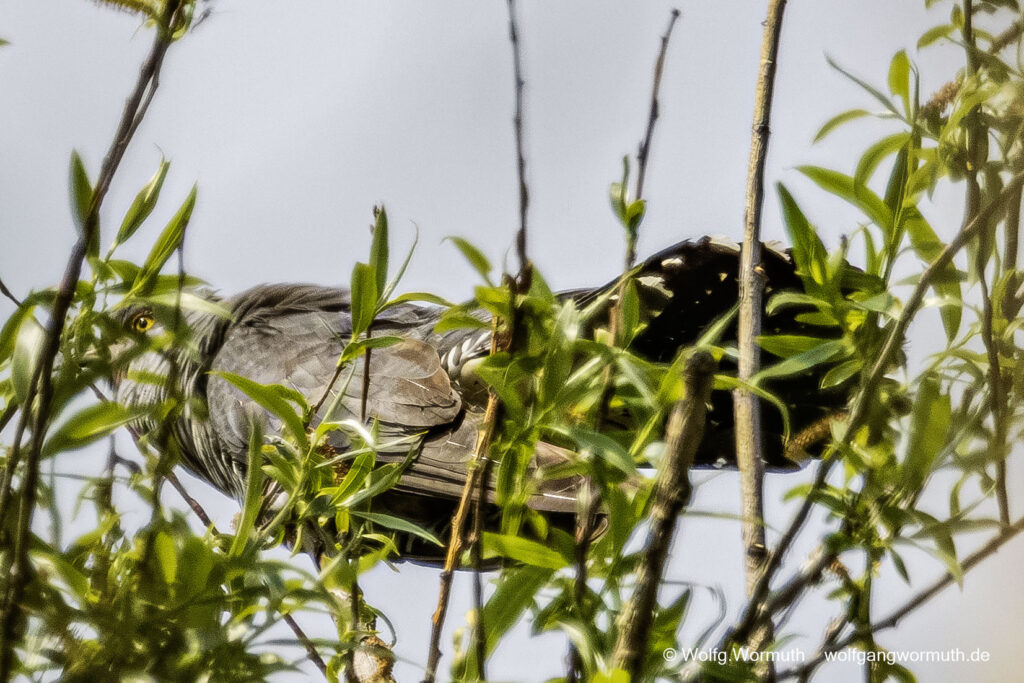 Kuckuck im Baum.
