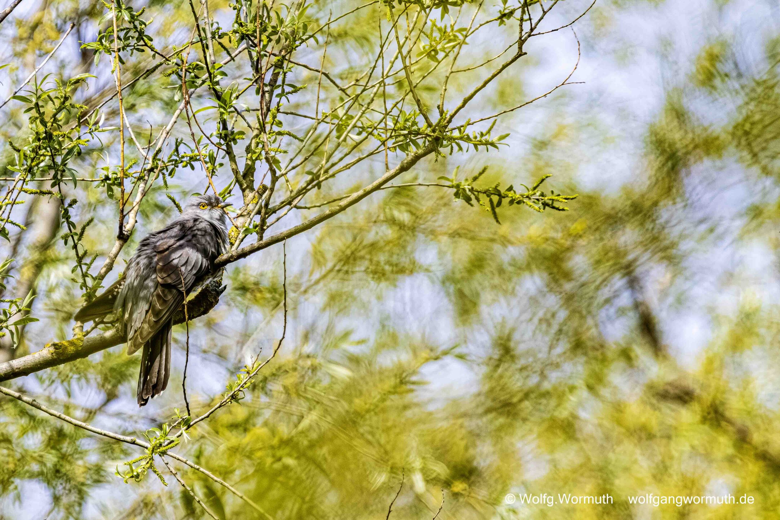 Kuckuck im Baum.