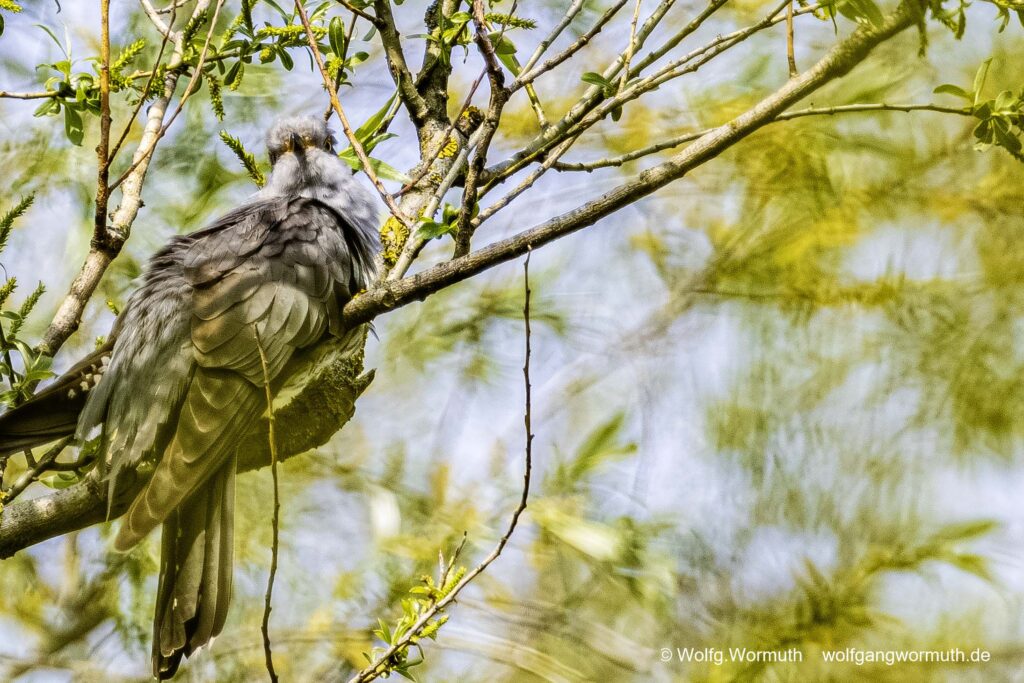 Kuckuck im Baum.