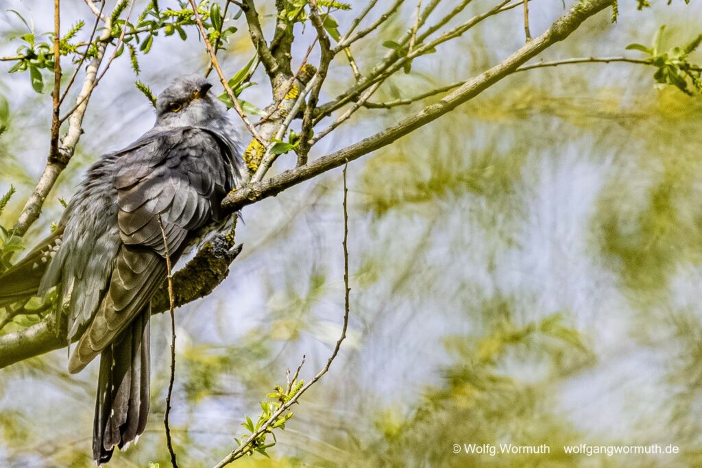 Kuckuck im Baum.