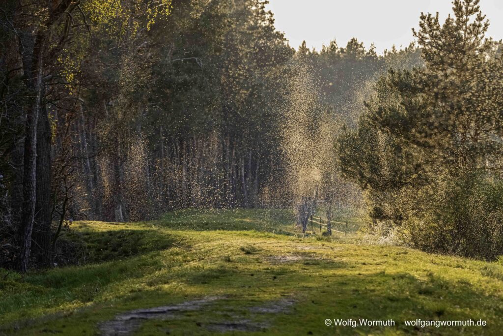Landschaftsaufnahme Mückenschwarm im Gegenlicht am Gülper See.