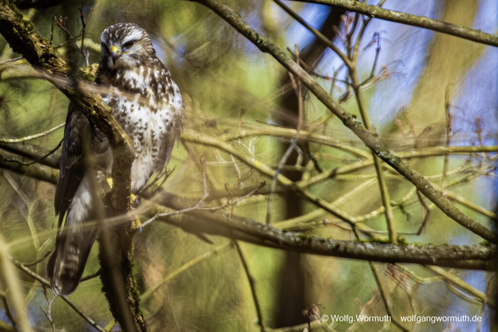 Mäusebussard auf der Suche nach Futter.