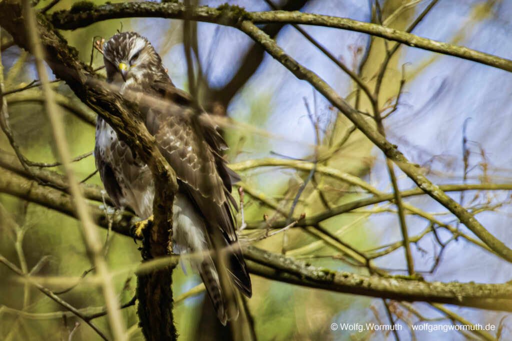 Mäusebussard auf der Suche nach Futter.