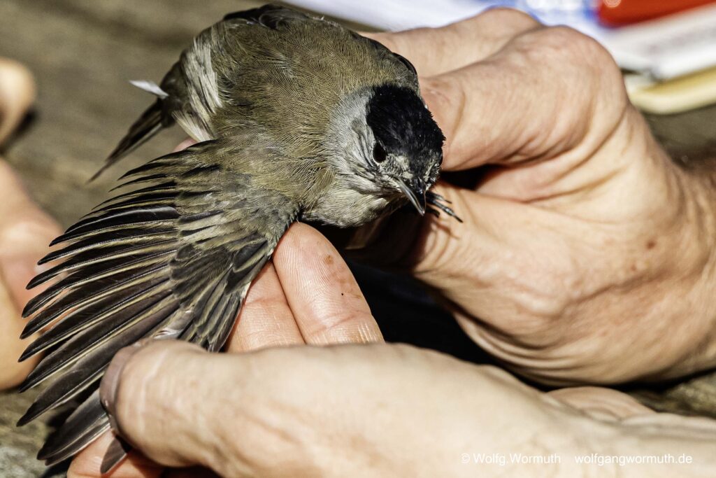 Mönchsgrasmücke bei der NABU Beringung.