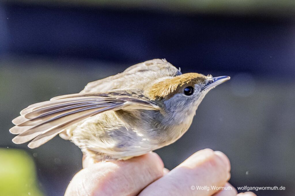 Mönchsgrasmücke bei der NABU Beringung.