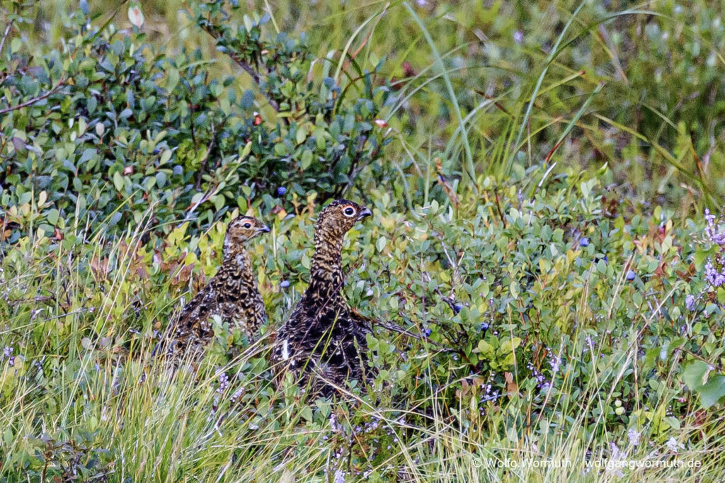 Moorschneehuhn bei der Aufzucht seiner Jungen.