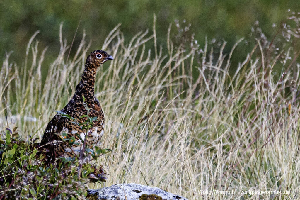 Moorschneehuhn bei der Aufzucht seiner Jungen.