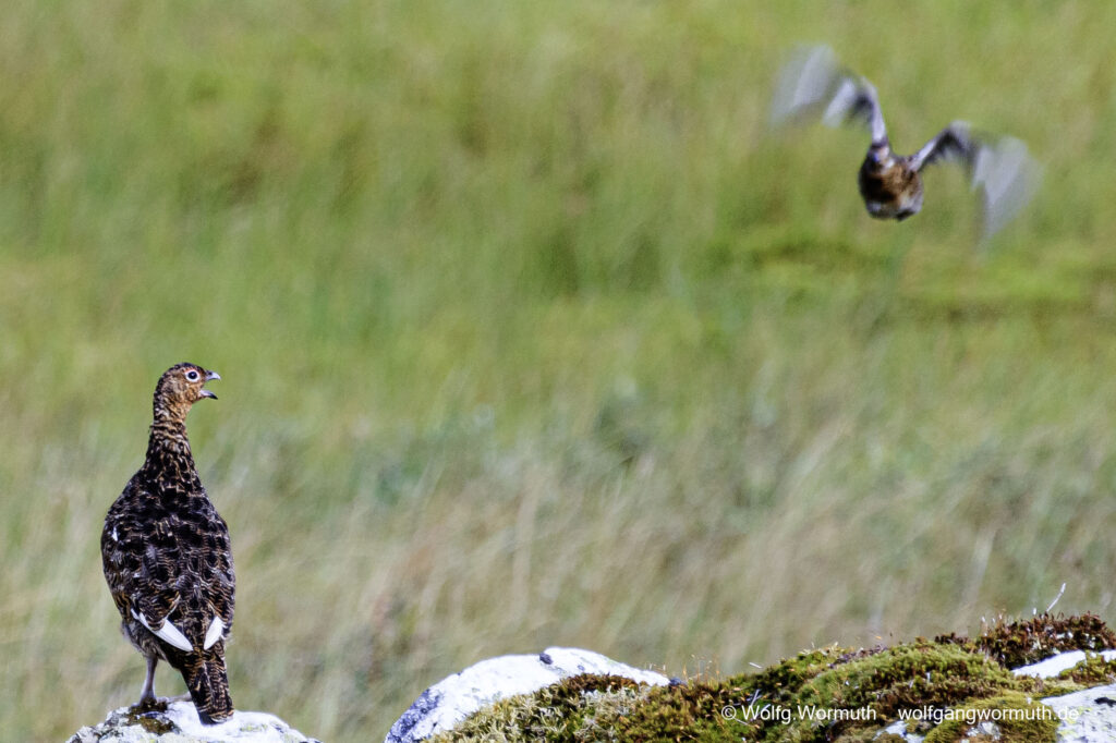 Moorschneehuhn bei der Aufzucht seiner Jungen.