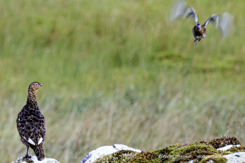 Moorschneehuhn bei der Aufzucht seiner Jungen.